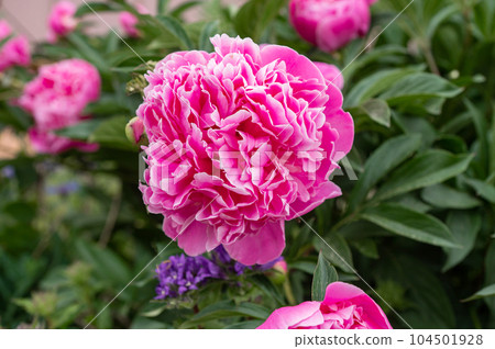 Pink peony flowers blooming on a background of pink peonies. The garden of peonies. Pink peony flowers blooming on a background of pink peonies. The garden of peonies. 104501928