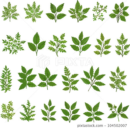 Collection of green leafy plants forest herbs spring tropical leaves flora. Vector botanical decorative drawing 104502007