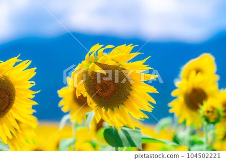 [Summer material] Akeno sunflower field and blue sky [Yamanashi Prefecture] 104502221