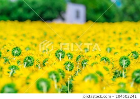 [Summer material] Akeno sunflower field and blue sky [Yamanashi Prefecture] 104502241