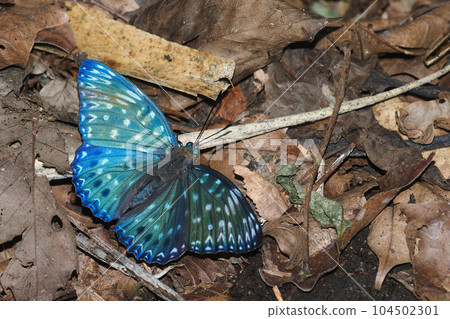 普通橡木（吸水） 104502301