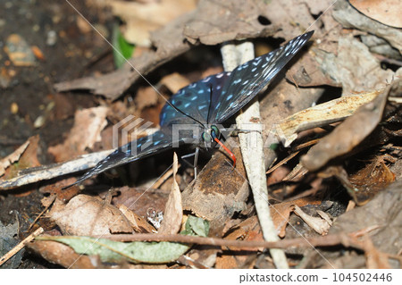 Common oak (absorbing water) Common oak (absorbing water) 104502446