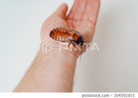 a man holds in hand a large hissing Madagascar cockroach on a white background 104502853