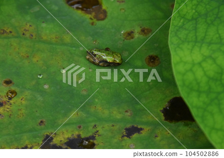 Aquatic plant park Mizu no Mori 104502886