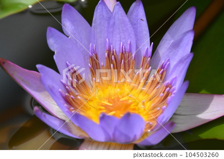 Aquatic plant park Mizu no Mori Aquatic plant park Mizu no Mori 104503260