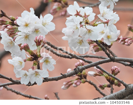 Cherry Blossoms	 104503546
