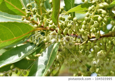 Horonoki花 Horonoki花 104503995