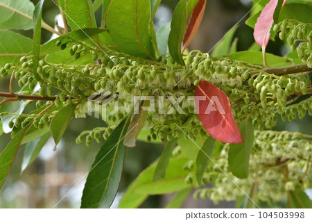 Horonoki花 104503998