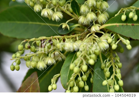 Horonoki花 104504019