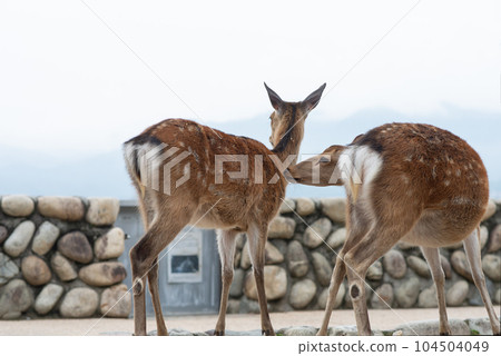 Deer in Miyajima, one of the three most scenic spots in Japan Deer in Miyajima, one of the three most scenic spots in Japan 104504049