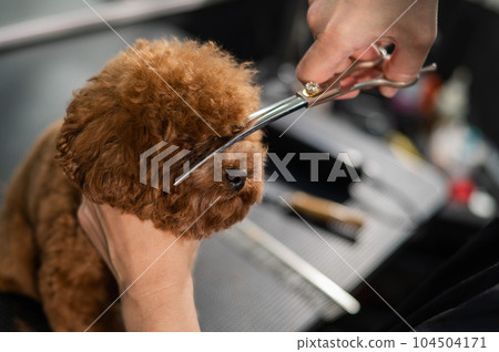 Woman trimming toy poodle with scissors in grooming salon. Woman trimming toy poodle with scissors in grooming salon. 104504171
