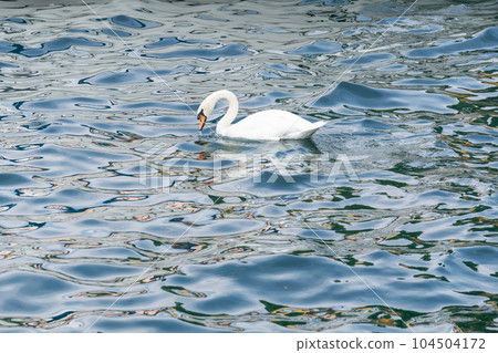 Graceful white swan latin name Cygnus Olor swimming in italian lake. Peace calm blue water Graceful white swan latin name Cygnus Olor swimming in italian lake. Peace calm blue water 104504172