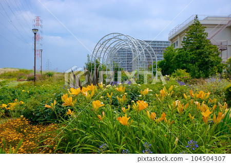 Miyamae Park and Blue Sky Hemerocallis 104504307