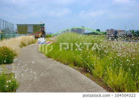 Miyamae Park and Blue Sky Gaura White 104504322