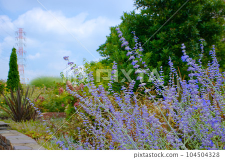 Miyamae Park and blue sky Russian sage lavender-like 104504328