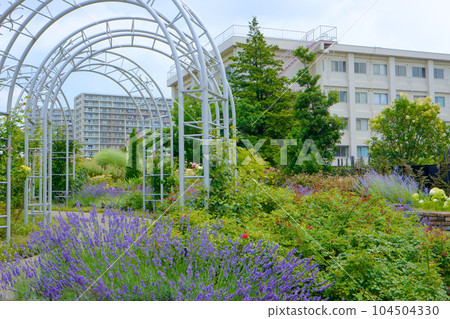 Miyamae Park and Blue Sky Lavender Grosso Lavender 104504330