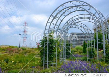 Miyamae Park and Blue Sky Lavender Grosso Lavender 104504332