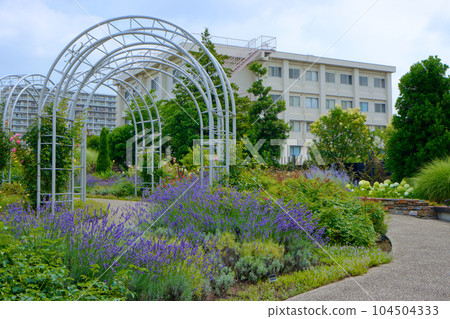 Miyamae Park and Blue Sky Lavender Grosso Lavender 104504333