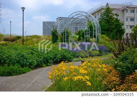 Miyamae Park and blue sky Hemerocallis etc. 104504335