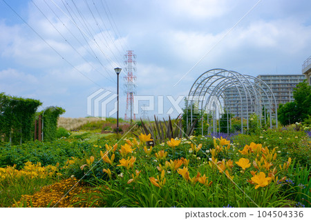 Miyamae Park and blue sky Hemerocallis etc. 104504336