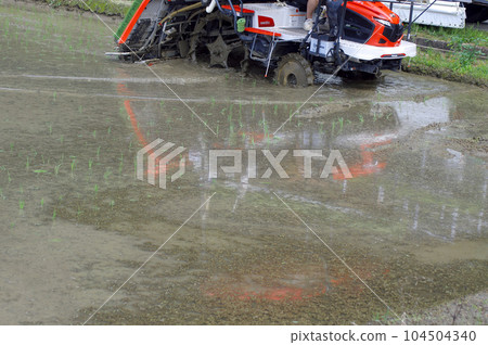 May is rice planting season 104504340