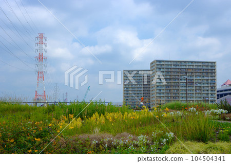 Miyamae Park and Blue Sky Canna Bengal Tiger 104504341