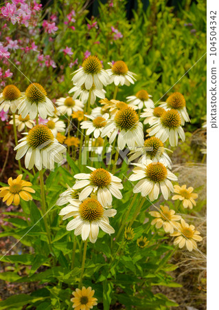 Echinacea Miyamae Park 104504342