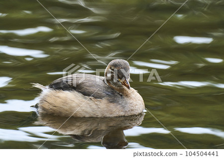 A spot-billed duck child swimming in a park pond 104504441