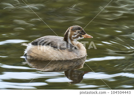 A spot-billed duck child swimming in a park pond 104504443