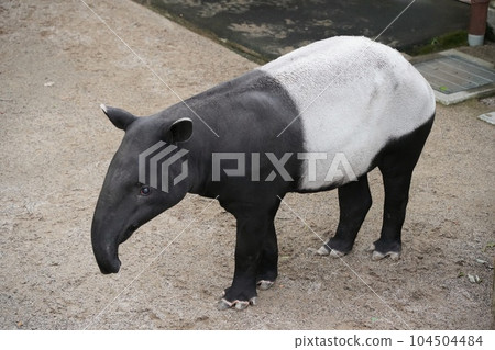 廣島市阿佐動物園的馬來貘國男 廣島市阿佐動物園的馬來貘國男 104504484