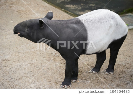 廣島市阿佐動物園的馬來貘國男 104504485