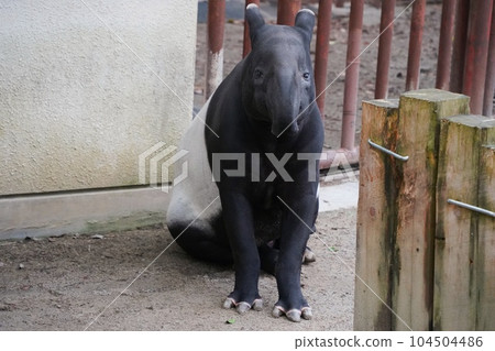 廣島市阿佐動物園的馬來貘國男 104504486