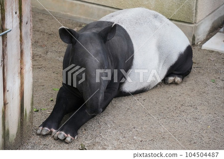 廣島市阿佐動物園的馬來貘國男 廣島市阿佐動物園的馬來貘國男 104504487