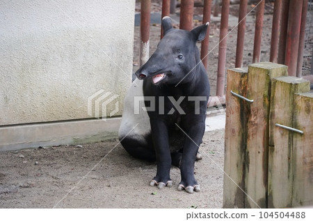 Kunio, a Malayan tapir at Asa Zoological Park, Hiroshima City 104504488