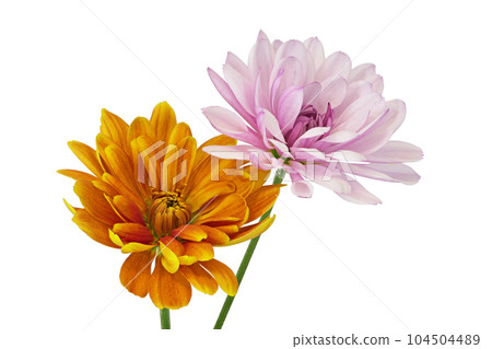 [Chrysanthemum] (Depth synthesis) 104504489