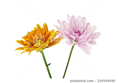 [Chrysanthemum] (Depth synthesis) 104504490