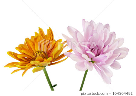 [Chrysanthemum] (Depth synthesis) 104504491
