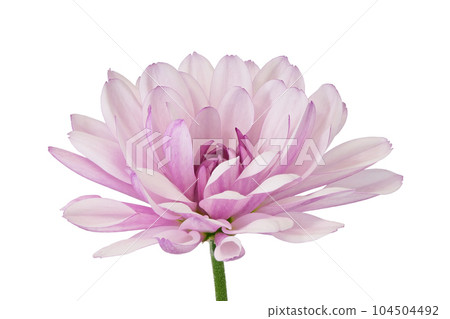 [Chrysanthemum] (Depth synthesis) 104504492