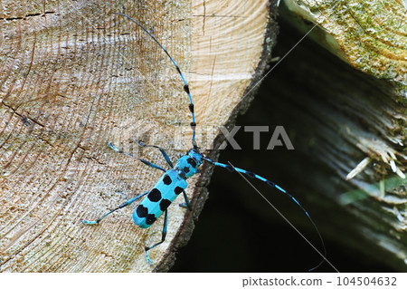 Ruri Boshikiki Ruri Boshikiki 104504632