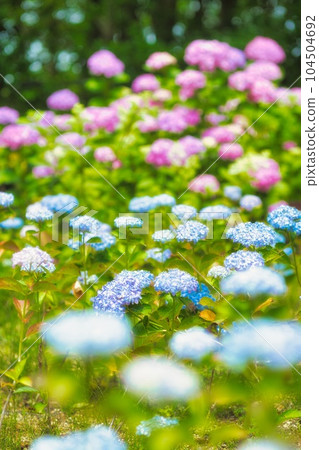 繡球花繡球花繡球花 104504692