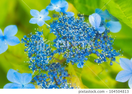 繡球花繡球花繡球花 繡球花繡球花繡球花 104504813