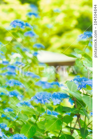 繡球花繡球花繡球花 繡球花繡球花繡球花 104504844