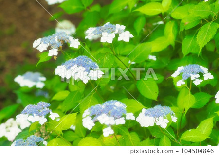 繡球花繡球花繡球花 繡球花繡球花繡球花 104504846