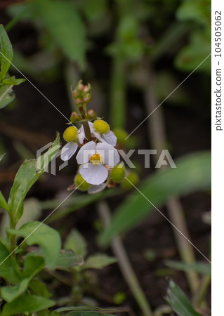 稻田開花的大田 稻田開花的大田 104505062
