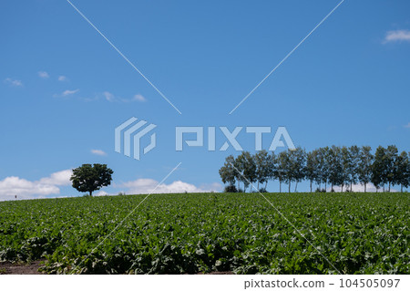 Summer green vegetable field and blue sky Biei town 104505097