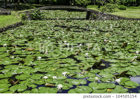 小石川後樂園、東京唐門池(內庭)、睡蓮國家特別史蹟 小石川後樂園、東京唐門池(內庭)、睡蓮國家特別史蹟 104505154