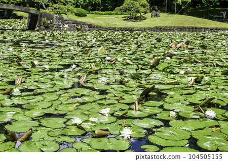 Koishikawa Korakuen, Tokyo Karamon Pond (Inner Garden) and Water Lilies National Special Historic Site Koishikawa Korakuen, Tokyo Karamon Pond (Inner Garden) and Water Lilies National Special Historic Site 104505155