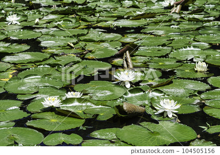 Koishikawa Korakuen, Tokyo Karamon Pond (Inner Garden) and Water Lilies National Special Historic Site 104505156