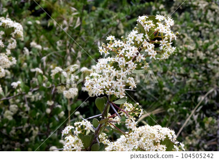 Pioneer spike-thorn (lat.- (Gymnosporia buxifolia) Pioneer spike-thorn (lat.- (Gymnosporia buxifolia) 104505242
