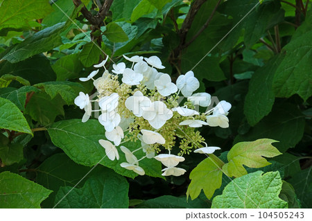 Oakleaf hydrangea (lat. Hydrangea quercifolia) Oakleaf hydrangea (lat. Hydrangea quercifolia) 104505243